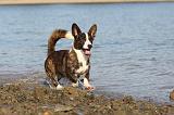 CORGI CARDIGAN 174
